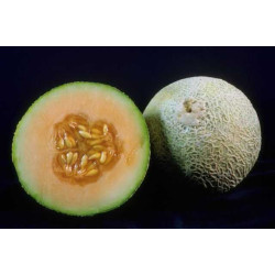 Melon Medley 