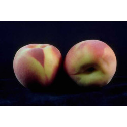 Peachy Keen 