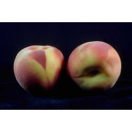 Peachy Keen 