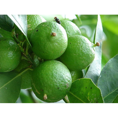 Key Lime 