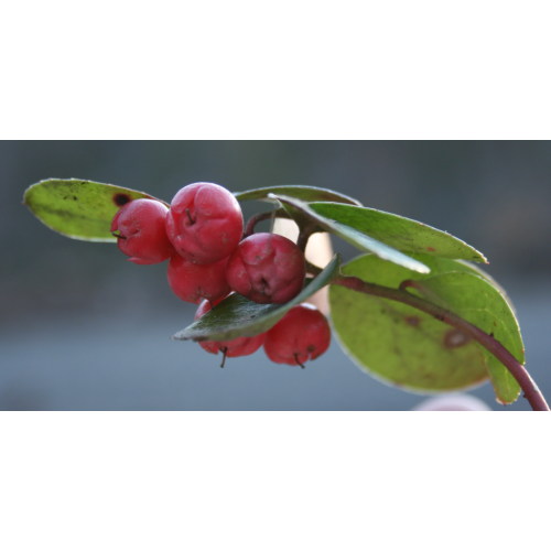 Wintergreen 