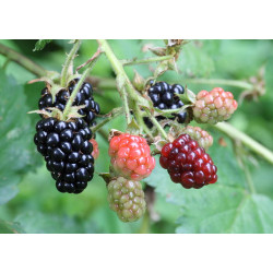 Blackberry 