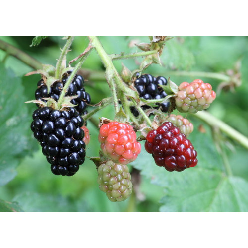 Blackberry 