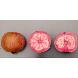 Guava 