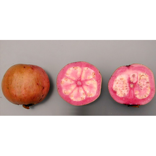 Guava 