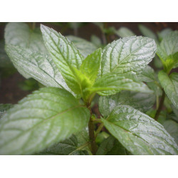 Peppermint