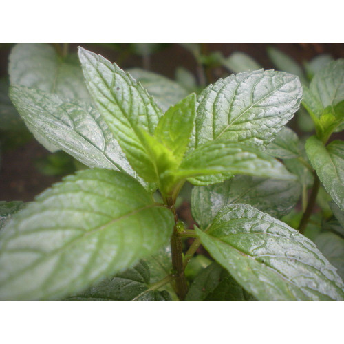 Peppermint