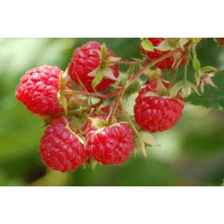 Raspberry 